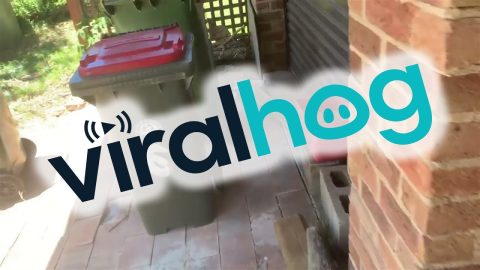 Man Finds a Large Lizard in His Garage || ViralHog