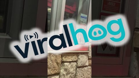 Rats at Whataburger Drive-Thru || ViralHog