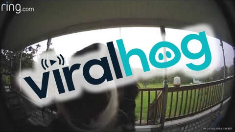 Dog Rings The Doorbell || ViralHog