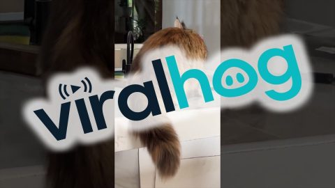 Cowardly Kitty Curious About Construction || ViralHog