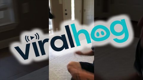 Black Lab Pounces on Owner || ViralHog