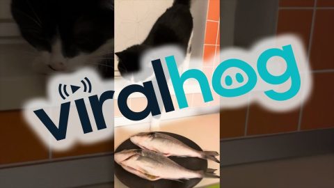Cat Tries To Sneakily Swipe A Snack || ViralHog