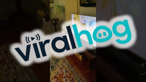 Dog Thinks Nature Show Is A Little Too Real || ViralHog