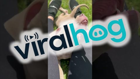 Dog Impersonates a Small Shark || ViralHog