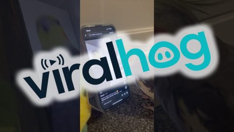 Cockatiel Meets Another Cockatiel in a TikTok Video || ViralHog