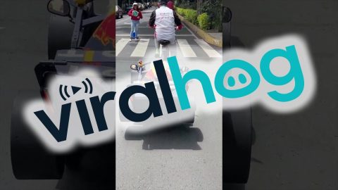 This Formula 1 Dog Is Ready To Race || ViralHog