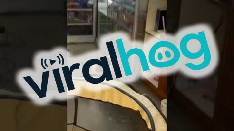 Shop Cat Knows Where to Find the Treats || ViralHog