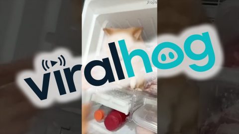 Dog Cools Off in Fridge || ViralHog