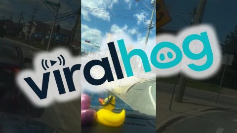 Tiny Car Crosses The Street || ViralHog