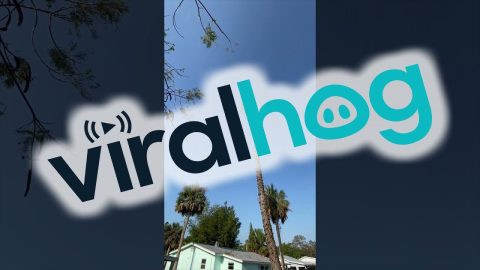 Trimmed Tree Falls Down With Satisfying Thud || ViralHog