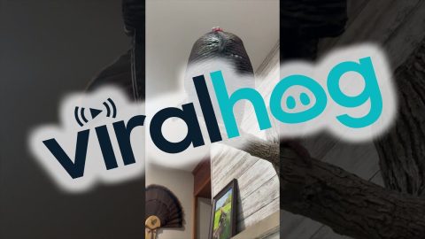 Tell Us How You Really Feel || ViralHog
