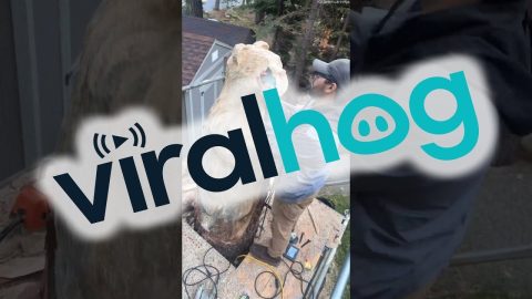 Bear Carving Timelapse || ViralHog