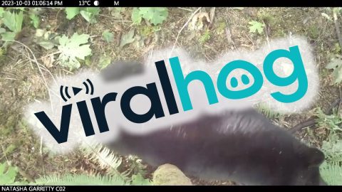 Black Bears Have a Favorite Tree || ViralHog