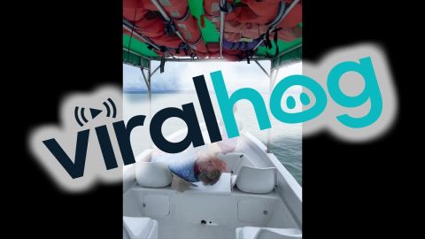 Enthusiastic Tourists React to Whale Sightings || ViralHog