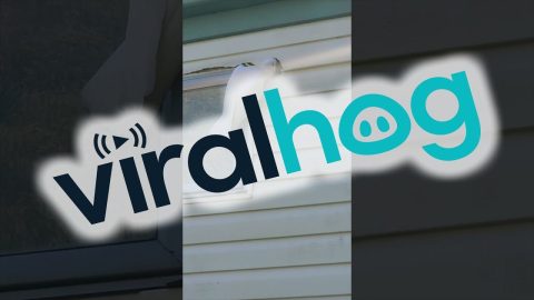 Cockatoos Munch On Mobile Home || ViralHog