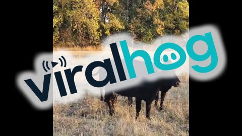 Cow Gets Her Head Stuck in a Metal Tube || ViralHog
