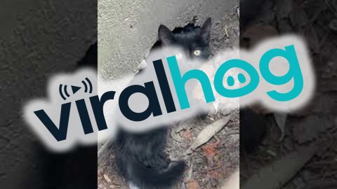 Husky Finds Stray Kittens In Storm Drain || ViralHog