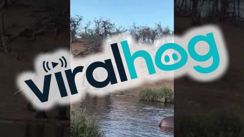 Hippo Water Theatrics || ViralHog