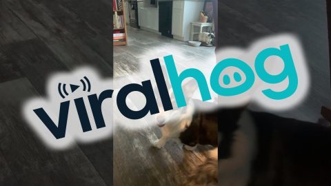 Homeowner Experiences Floating Flooring in New Home || ViralHog
