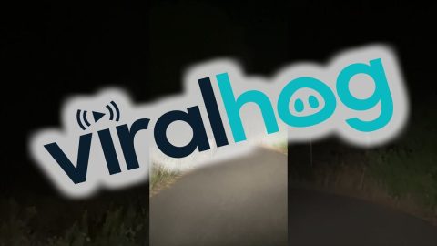 Deer Suddenly Turns And Charges Car || ViralHog
