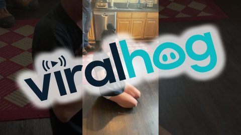 Husband Surprises His Wife With a Kitten || ViralHog