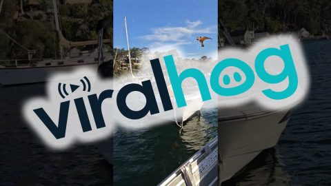 Bird-Scaring Kite Fails at Its One Job || ViralHog