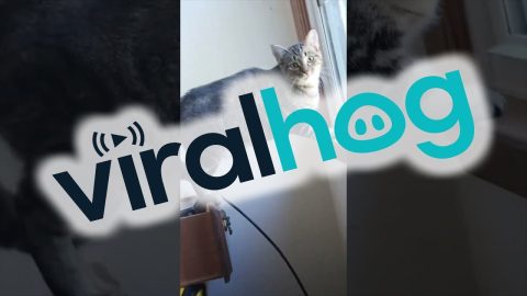Cat Planks For Window View || ViralHog