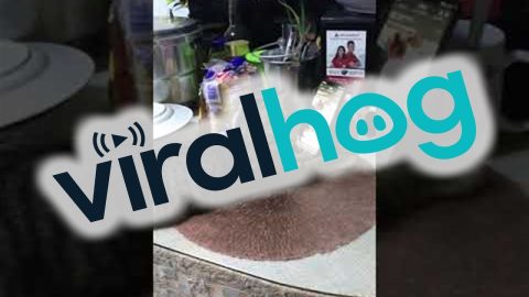 Grey Cat Caught Watching Videos || ViralHog