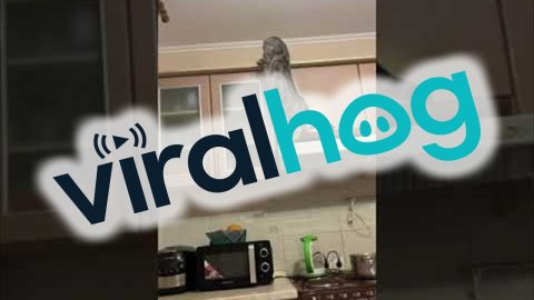 Cat Causes Chaos In Kitchen || ViralHog