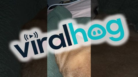 Dog Barks In His Dreams || ViralHog
