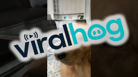 One of These Is Not Like the Others || ViralHog