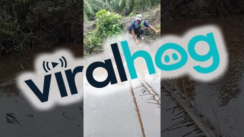 Farmers Rescues a Calf That Had Fallen Into a Ditch || ViralHog