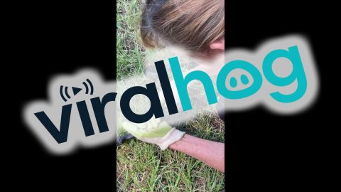 Mom Saves Snake Tangled in Netting || ViralHog