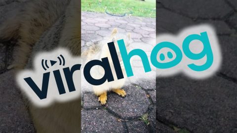 Injured Squirrel Able To Eat Normally Again || ViralHog