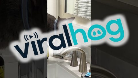 Cat Licks Owner's Toothbrush || ViralHog
