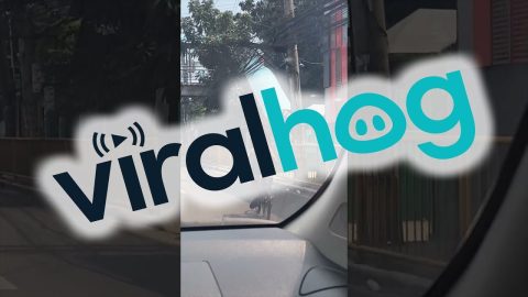 Pup Rides As Passenger on Bike || ViralHog