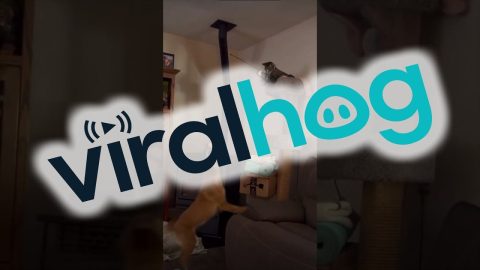 Cat Goes Fishing For Dog || ViralHog