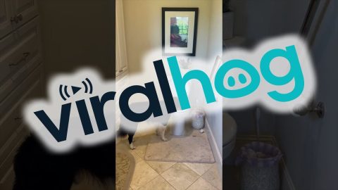 Dog Drinks From Toilet and Dries Off With Towel || ViralHog