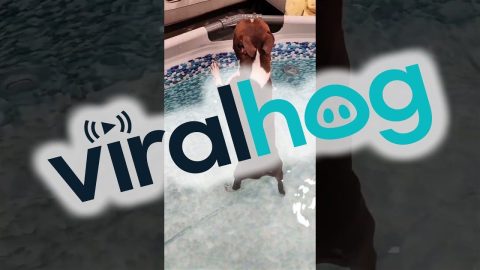 Terrier Toots In The Tub || ViralHog