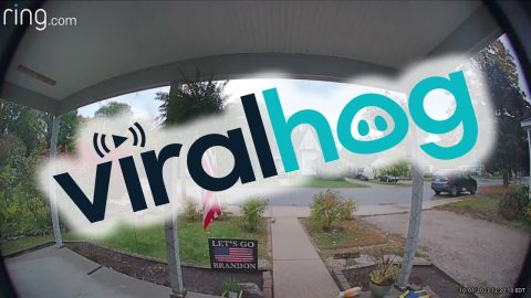 Just Had a Woodpecker Ring My Doorbell || ViralHog