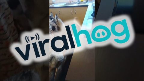 Busy Breakfast Time in a House Full of Huskies || ViralHog