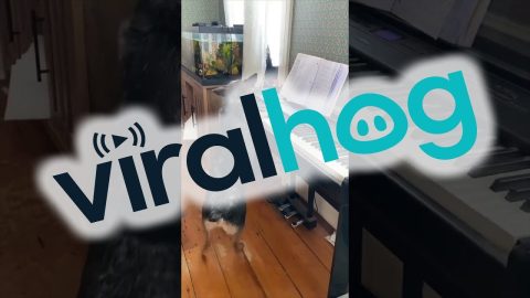 Pup Is A Piano Prodigy || ViralHog