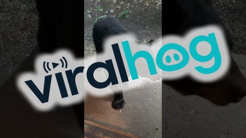 A Bear-y Good Boy || ViralHog