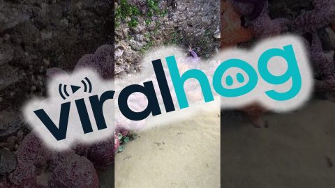 Creatures of the Intertidal Zone || ViralHog
