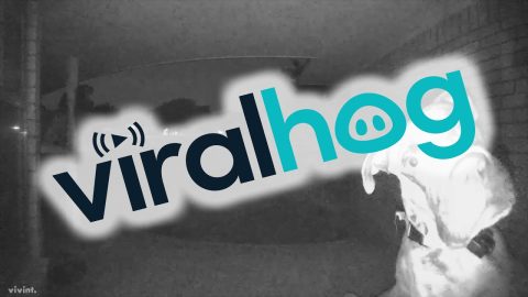 Dog Rings Doorbell to Be Let In || ViralHog