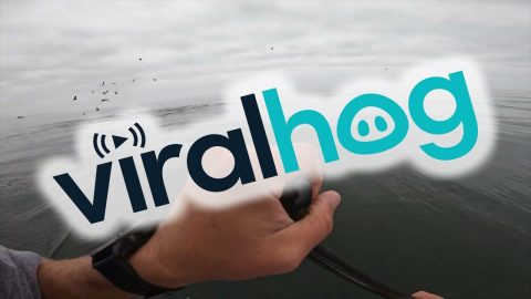 Two Whales Breach Just Feet From Paddleboarder || ViralHog