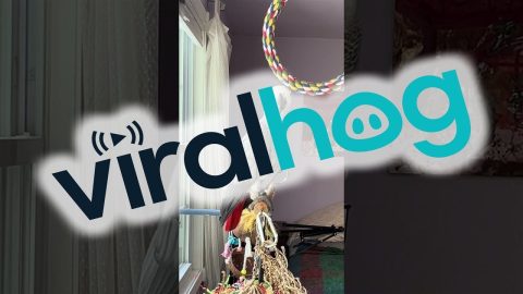 Parrot Left Speechless By Voice Assistant || ViralHog