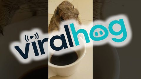 Squirrel Enjoys Morning Pick-Me-Up || ViralHog