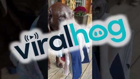 Mouthful Of Socks Makes Perfect Greeting || ViralHog