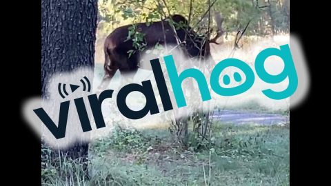 Bull Moose Takes Down Some Trees || ViralHog